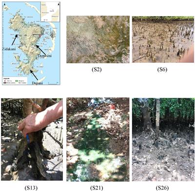 Diversity, metabolome profiling and bioactivities of benthic filamentous cyanobacteria isolated from coastal mangroves of Mayotte